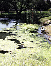 Shallow shoreline areas often receive the brunt of responses from poor water quality. Excessive amounts of nutrients, especially phosphorus and nitrogen lead to heavy algae growth.