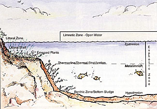 These are the different zones in a pond or lake.