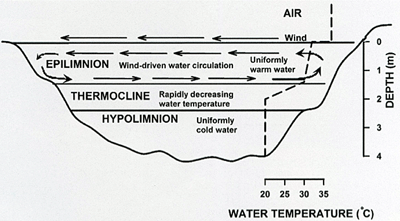 Thermal stratification in a pond.