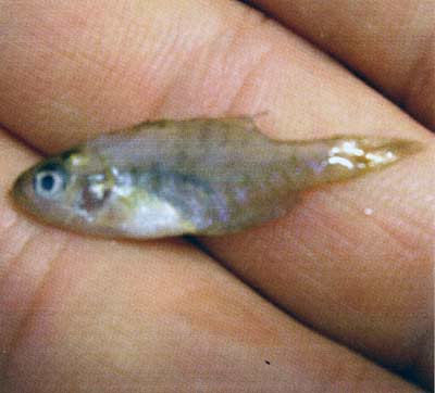 Small sunfish from a bass stomach. Lavage.