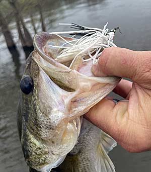 White jigs and soft plastics stand out in stained water and work well in clear water because they imitate shad.