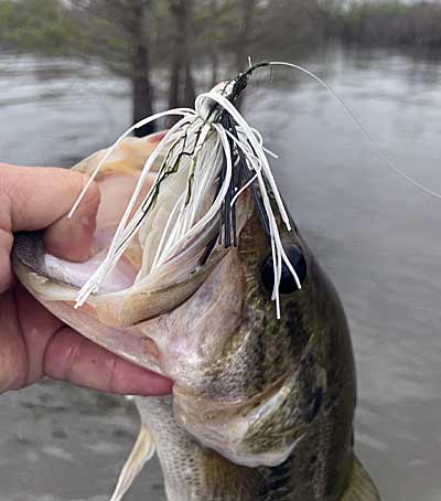 A white swim jig excels in stained to dirty water and anytime there are shad in the area.