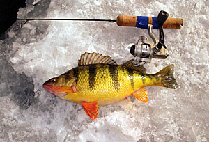 Ice fishing for Perch