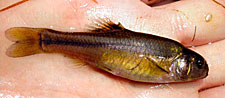 Fathead Minnows