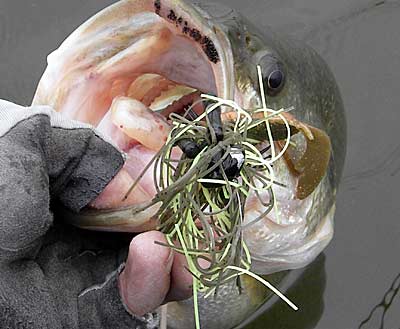 Winter bass caught on a jig.