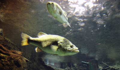 Even though big fish in great condition can survive winter, they still need food and just enough oxygen to keep from suffocating.