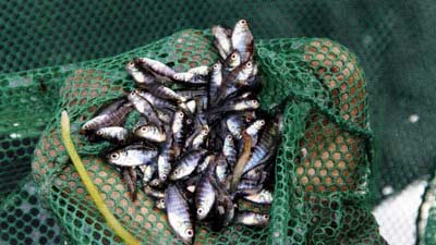 Some of these small bluegills will survive winter, but most won't.