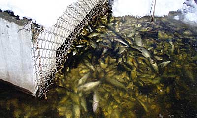 These fish congregated near the outlet of this upstate New York pond as they sought to breathe. Unfortunately, this winterkill was total.