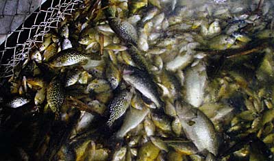 Different sizes of different species suggest winterkill doesn't happen each year in this pond.