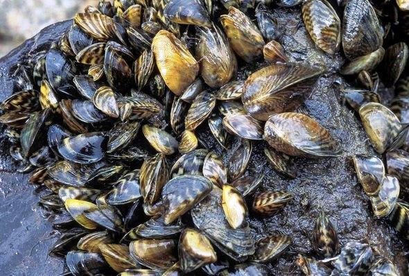 Zebra mussels