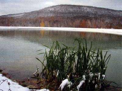 Cattails in our pond, conflicted by snow. Most biological production occurs near shore.