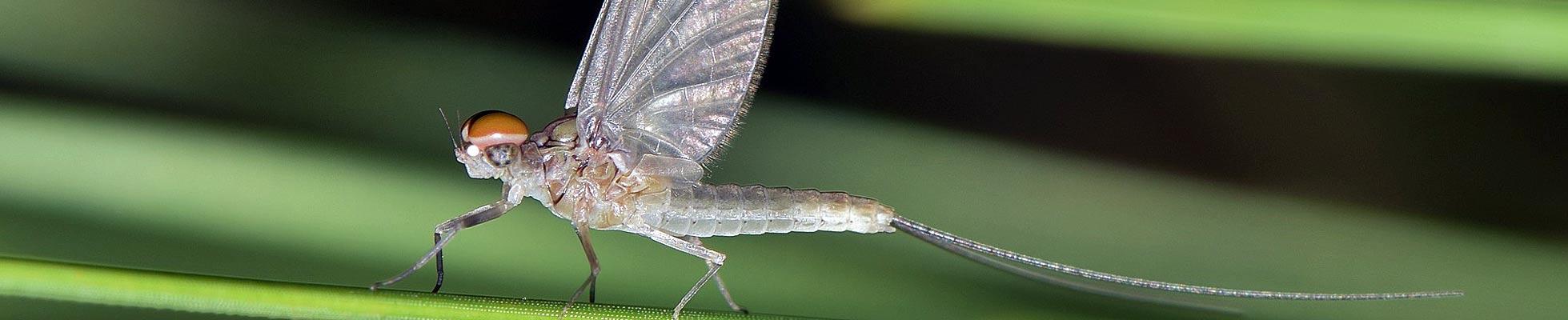 Mayfly