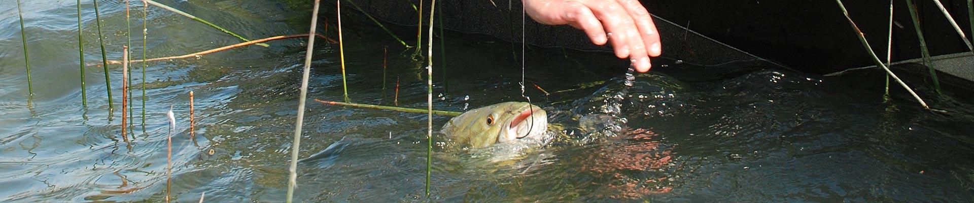 Smallmouth Bass Fishing