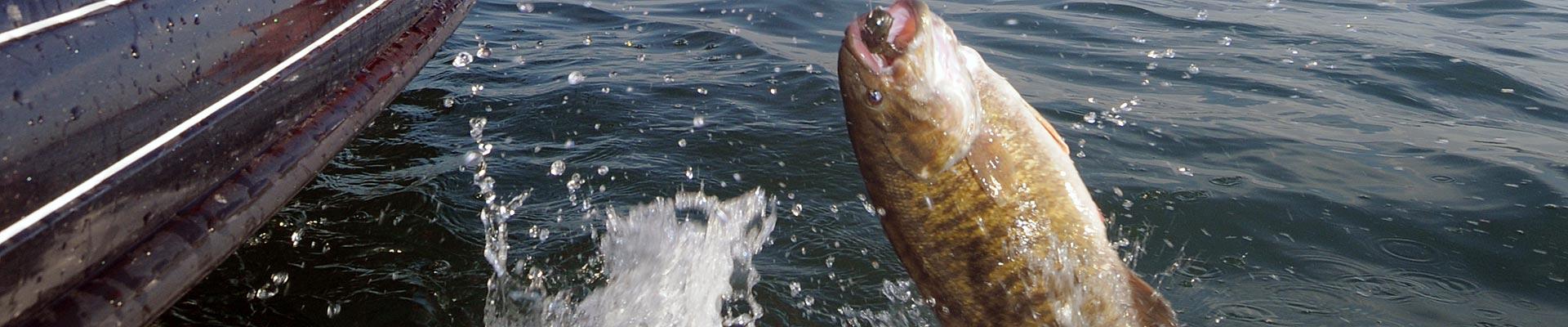 Lake Erie Smallmouth