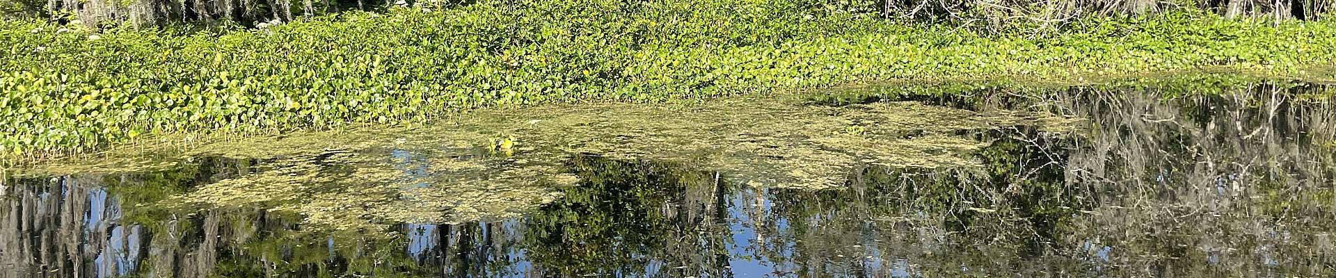 Weeds fishing