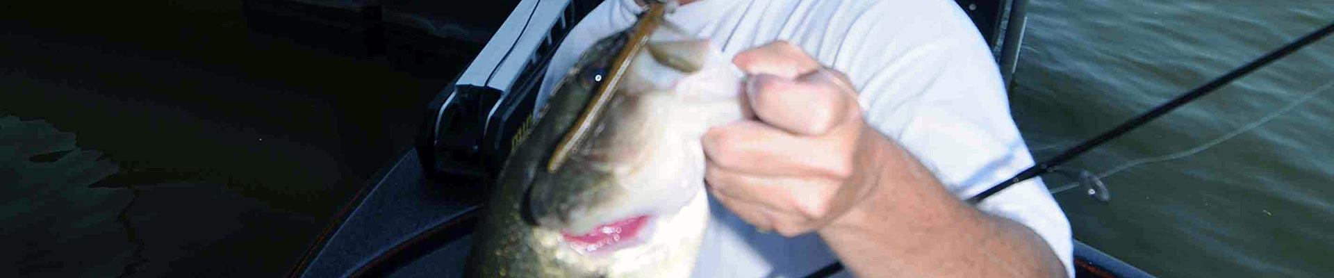 Largemouth Bass