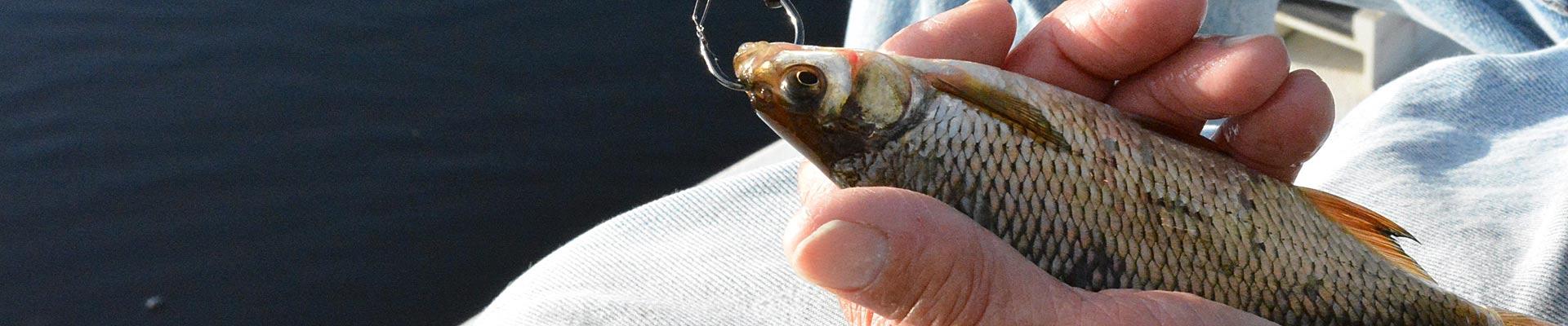 Shiner bass fishing