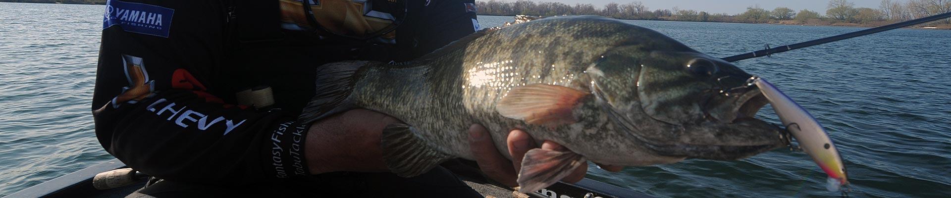 Jerkbaits for Smallmouth