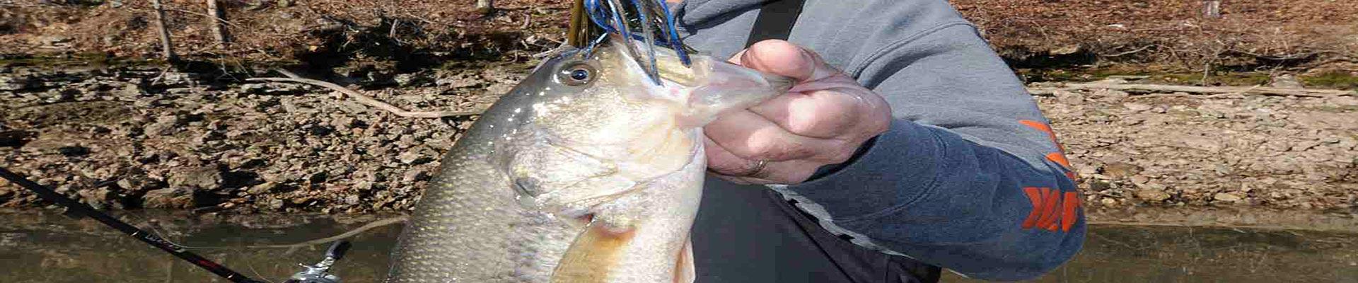 Best Baits for Spring Bass Fishing