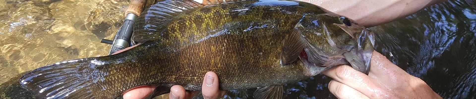 Smallmouth bass fishing