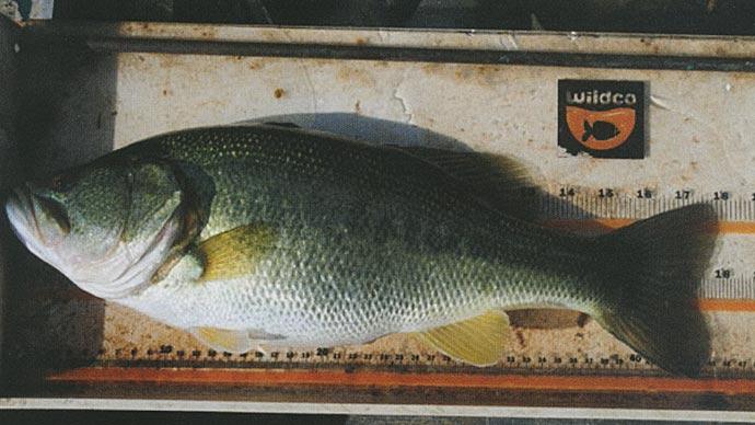 Trophy bass