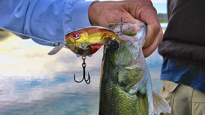 Crankbait bass