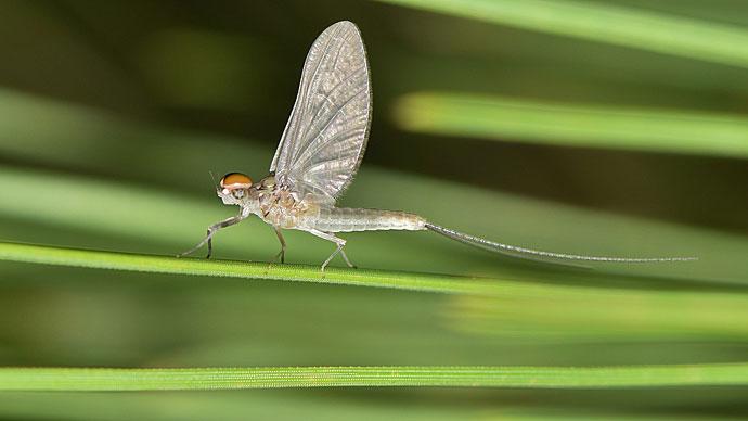 Mayflies and Bass Fishing