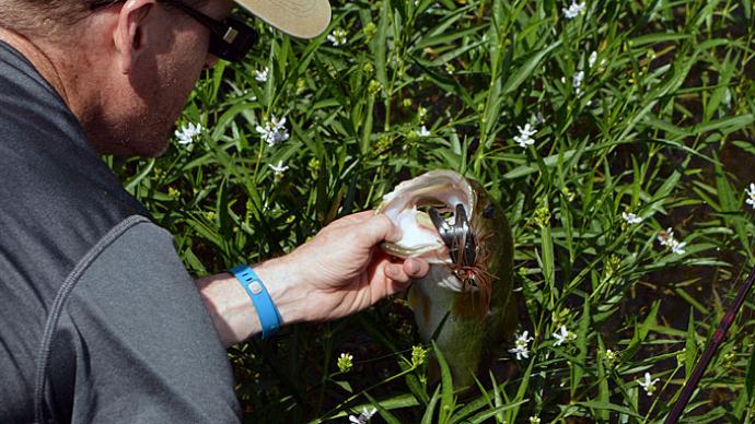 Fishing grass