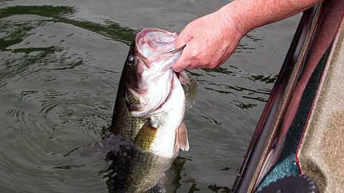 Largemouth bass