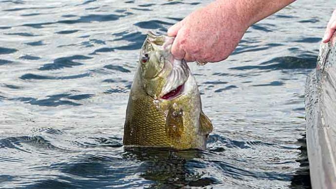 Bass Fishing