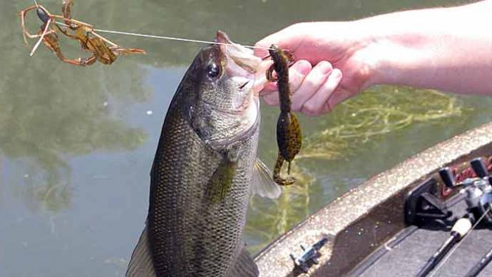 Bass fishing