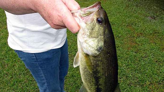 Bass Fishing