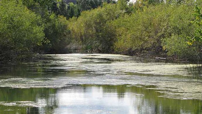 Fishing weeds