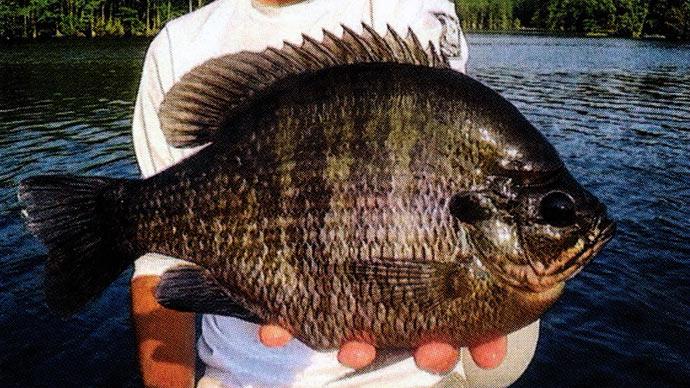 Big bluegill