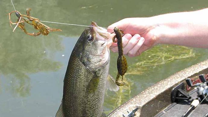 Bass Fishing