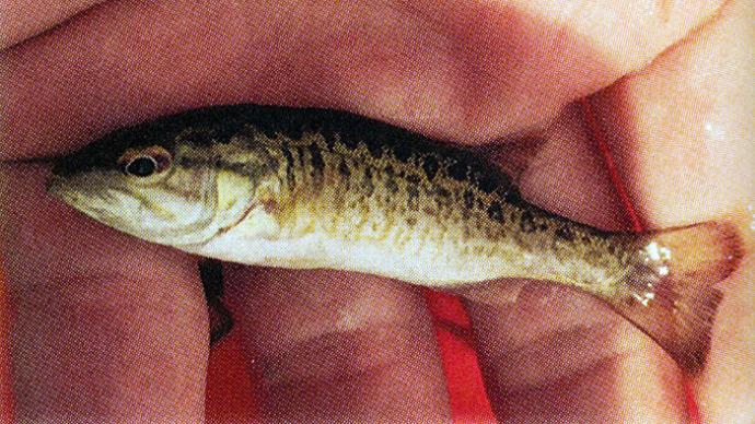 smallmouth bass