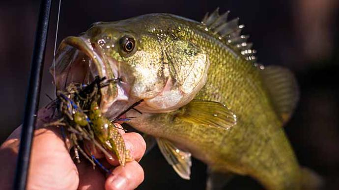 Smallmouth Bass