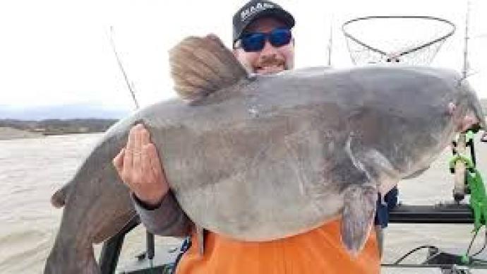 Blue catfish