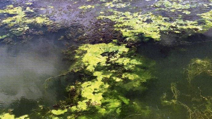 Careful Yes, there is algae, but it is growing on pondweed.