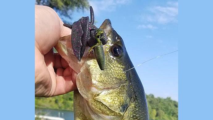 Bass Fishing