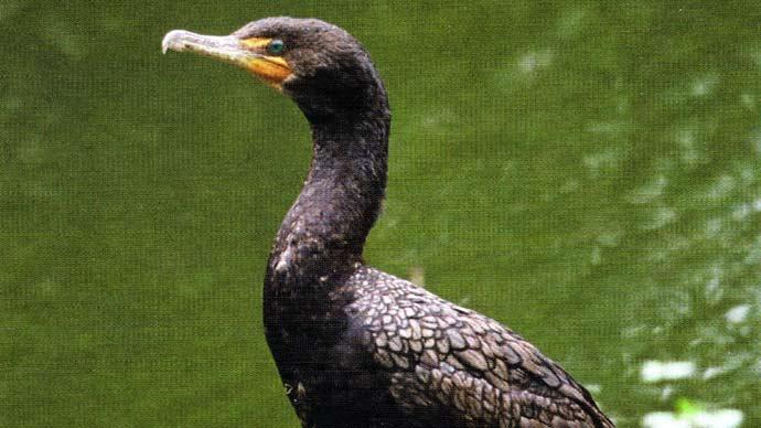 Cormorants