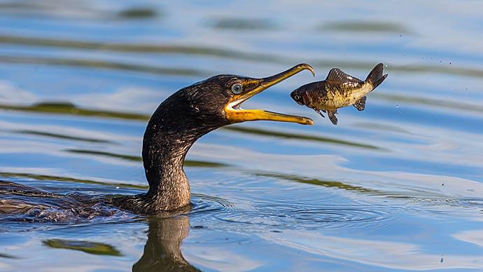 Cormorant