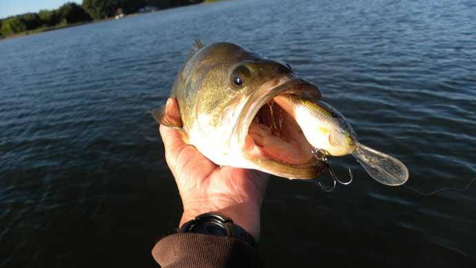 bass fishing crankbaits