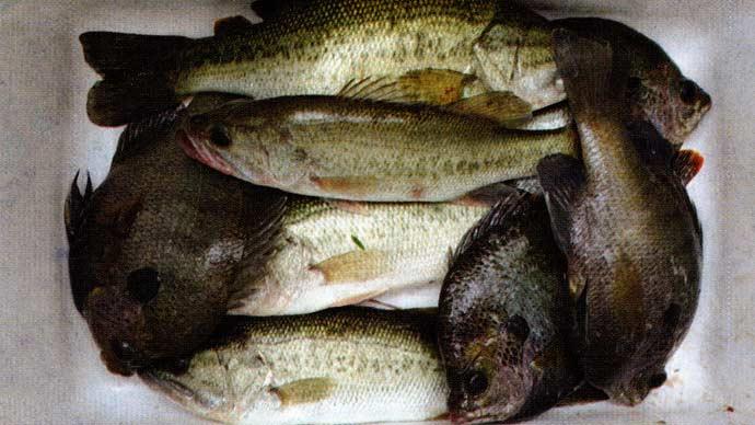 Crowded bass