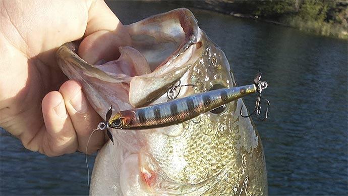 Spybait Bass Fishing