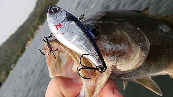 Lipless crankbaits