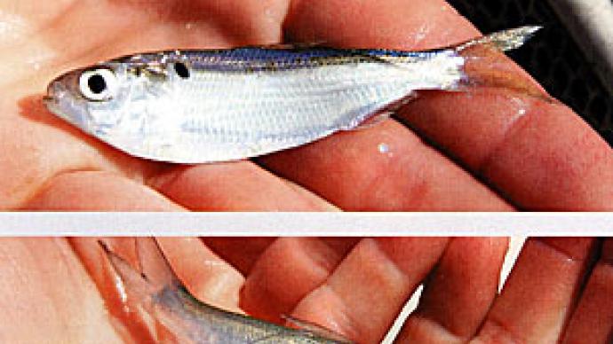 Threadfin shad