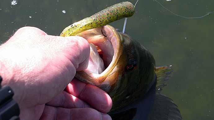 Tube Bait Secrets and Tactics for Bass Fishing