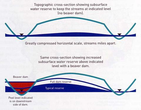 Watershed illustration with and without beaver dam (click to enlarge)