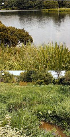 1) This lake has several moist areas adjacent. They all act as attractors for wildlife, especially birds and small mammals. 2) This five acre wetland filters runoff flowing into this pristine 125 acre, 60 year old lake. The watershed is several hundred acres of grazed meadows. (Click to enlarge)